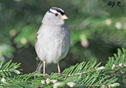 Zonotrichia leucophrys